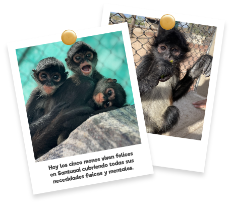 Monos Capuchinos Santuaai